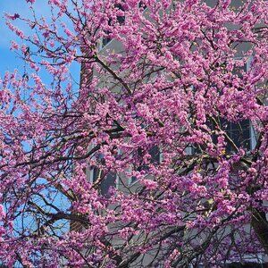 Meet your Posher, Bach